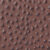 ostrich brown
